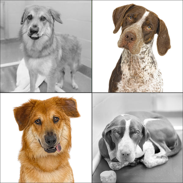 Africanis nigerian sales dog breed