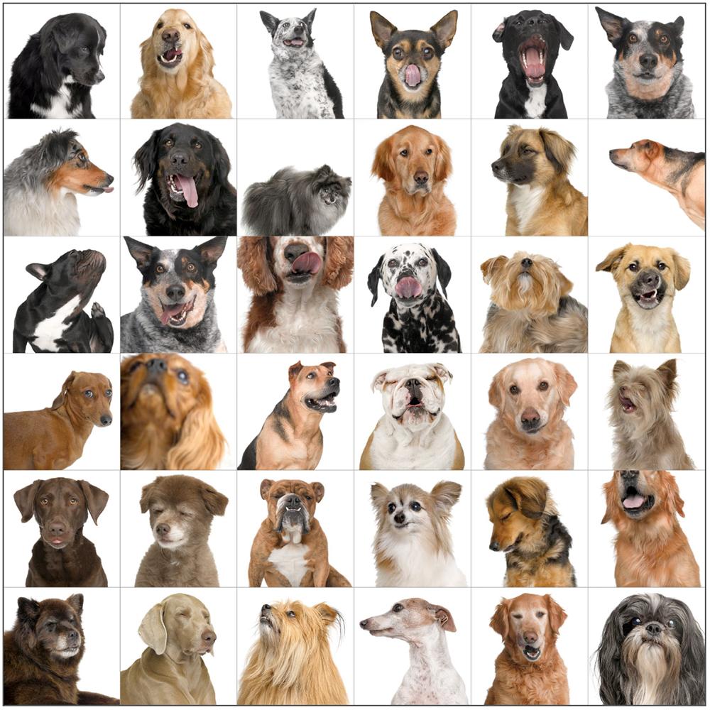 
          
            How to Shoot Your Dog | A Dog Photographer's Tips
          
        