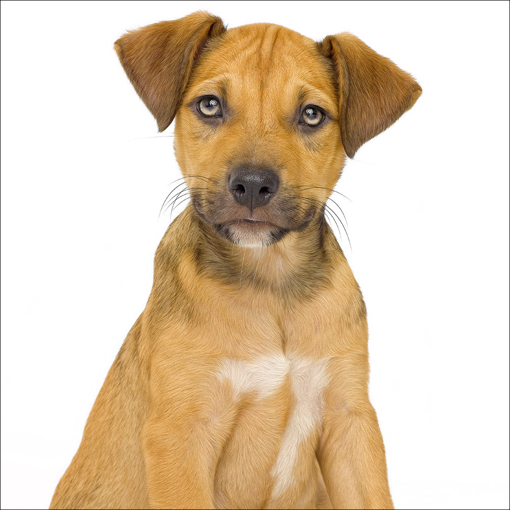 How Idealism and Misguided Compassion is Killing Millions of Pets - by Andrew Grant. Photograph (right) one of the many homeless pets Andrew photographed while touring and benefiting animal shelters across America.