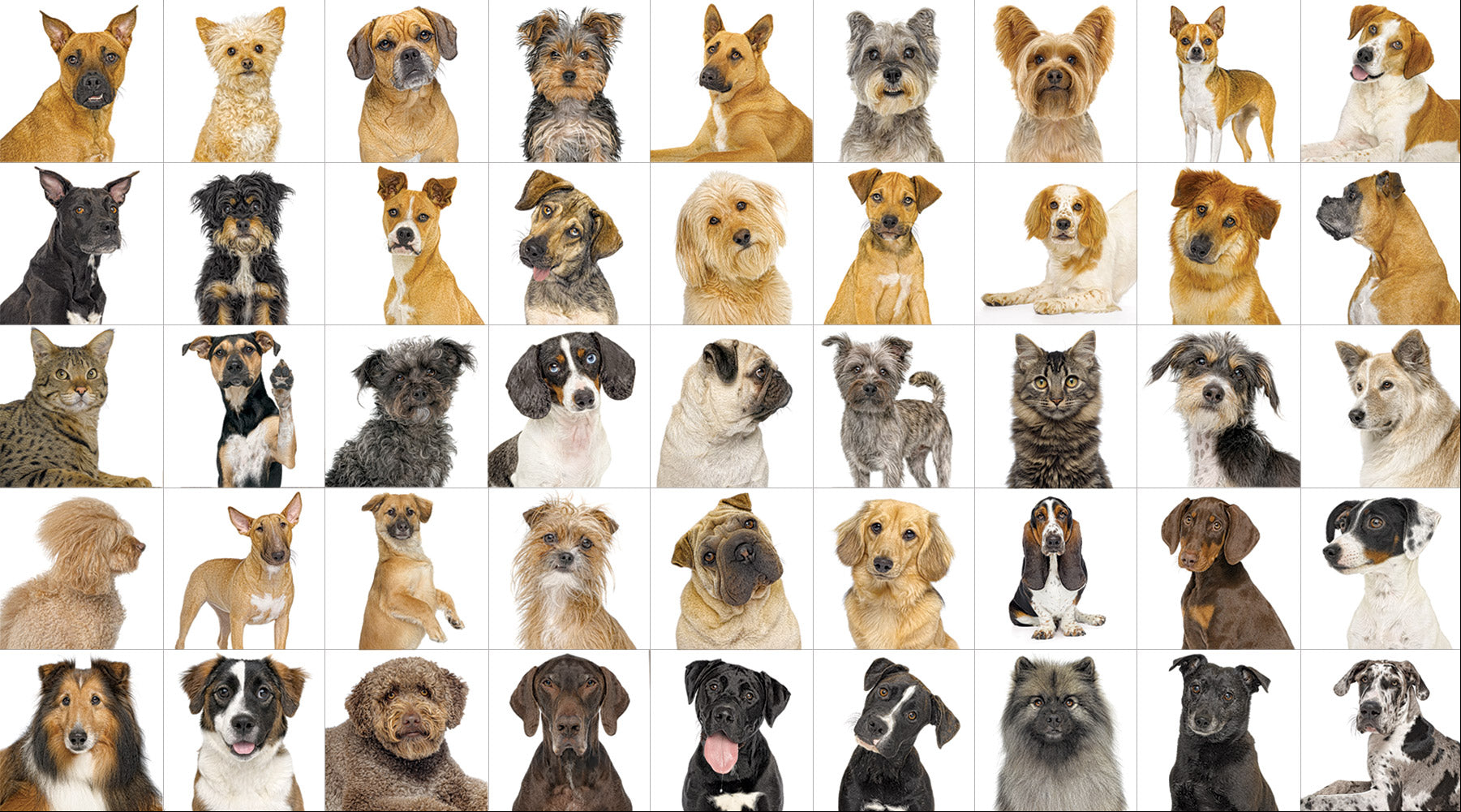 Collage of photographs of cats and dogs photographed in a studio with a white background for Rover coffee table book of dogs