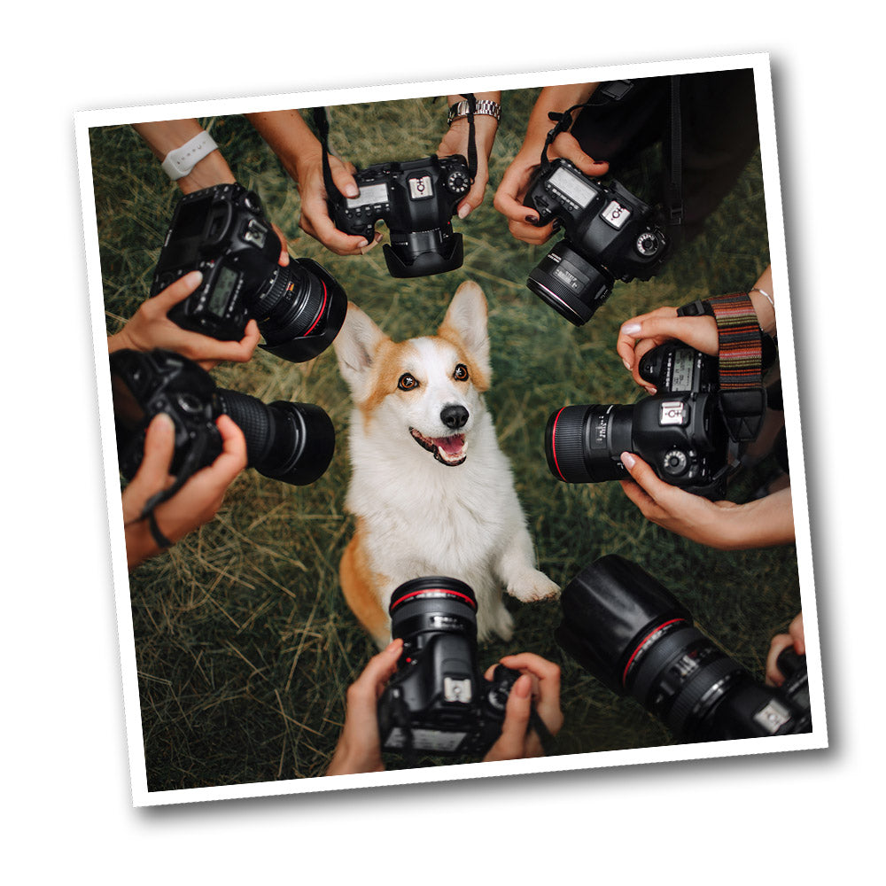 Put your dog on one of three national book covers for a studio and cover fee to an animal rescue. Or see your dog on a custom cover of all the books you order. 