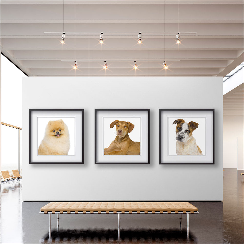 Museum quality, signed, photographic print of the portrait Andrew Grant captured of your pet  your dog mounted in a timeless black wood frame. We will send you all the available proofs, retouch your selection(s) and have it professionally printed.