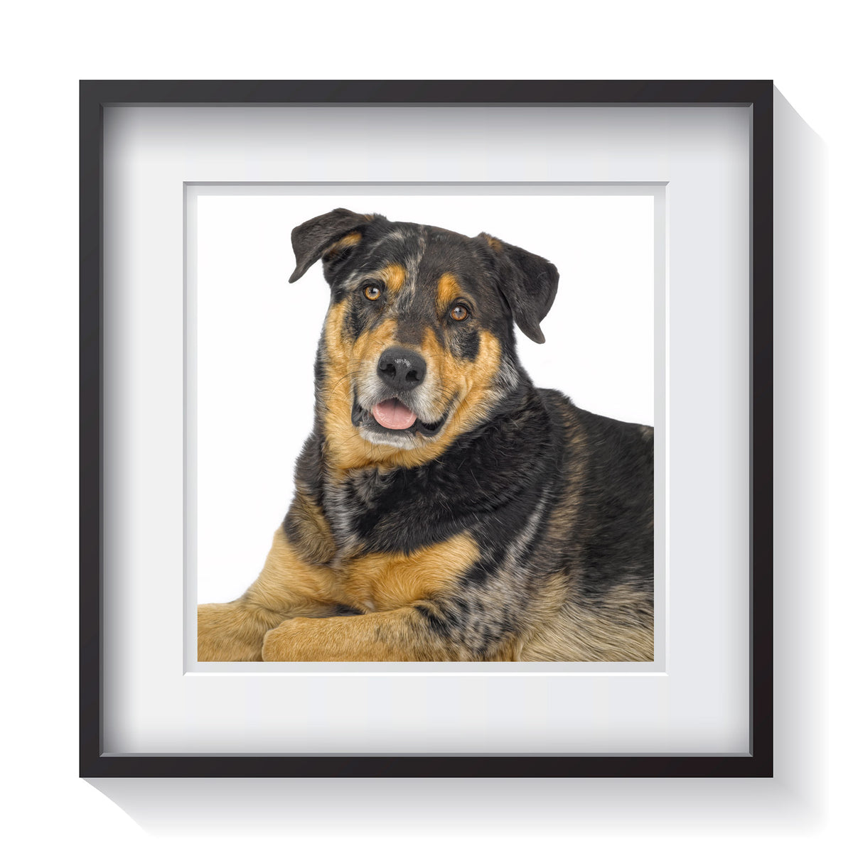 Random Dog Frames Dog Frames Custom Frame, Gift, Dog Mom, Rescue, Dog Dad