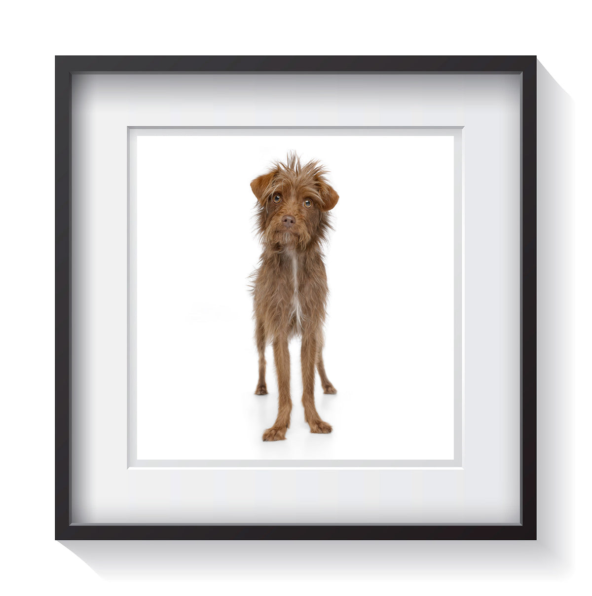 Framed Portrait of Your Pet &amp; Custom Prints
