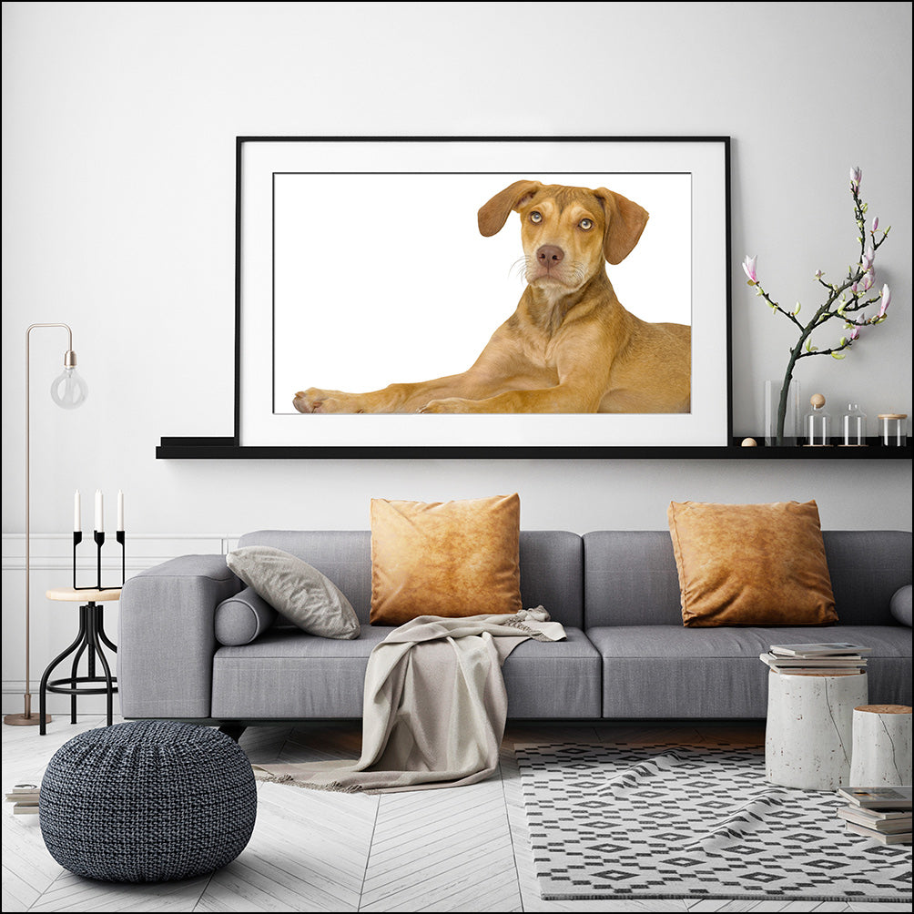 Prints of Your Dog(s)